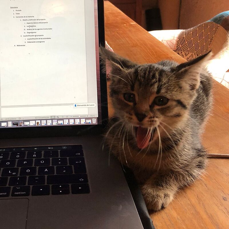 Katzenjunges neben Macbook