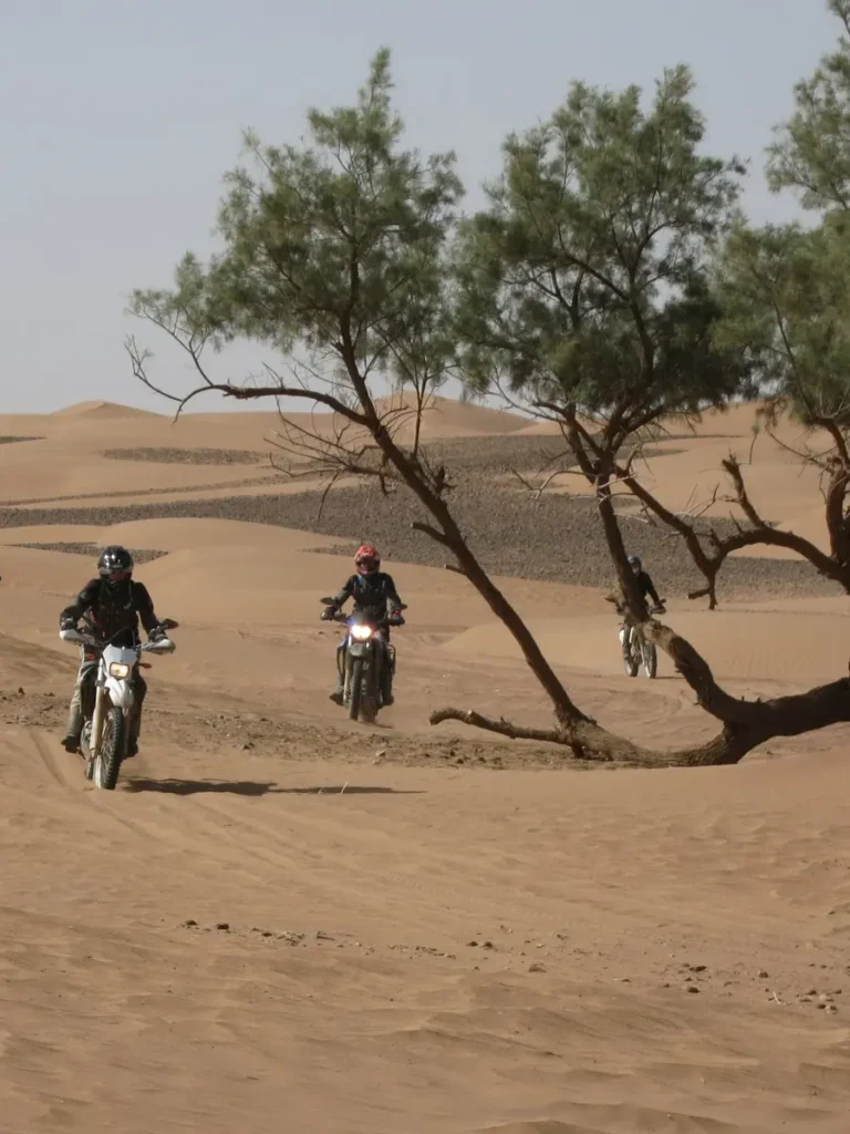 Drei Motorradfahrer auf Enduro-Maschinen fahren durch eine sandige Wüstenlandschaft mit Bäumen.